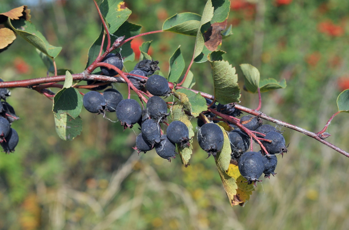 Image of Amelanchier alnifolia specimen.