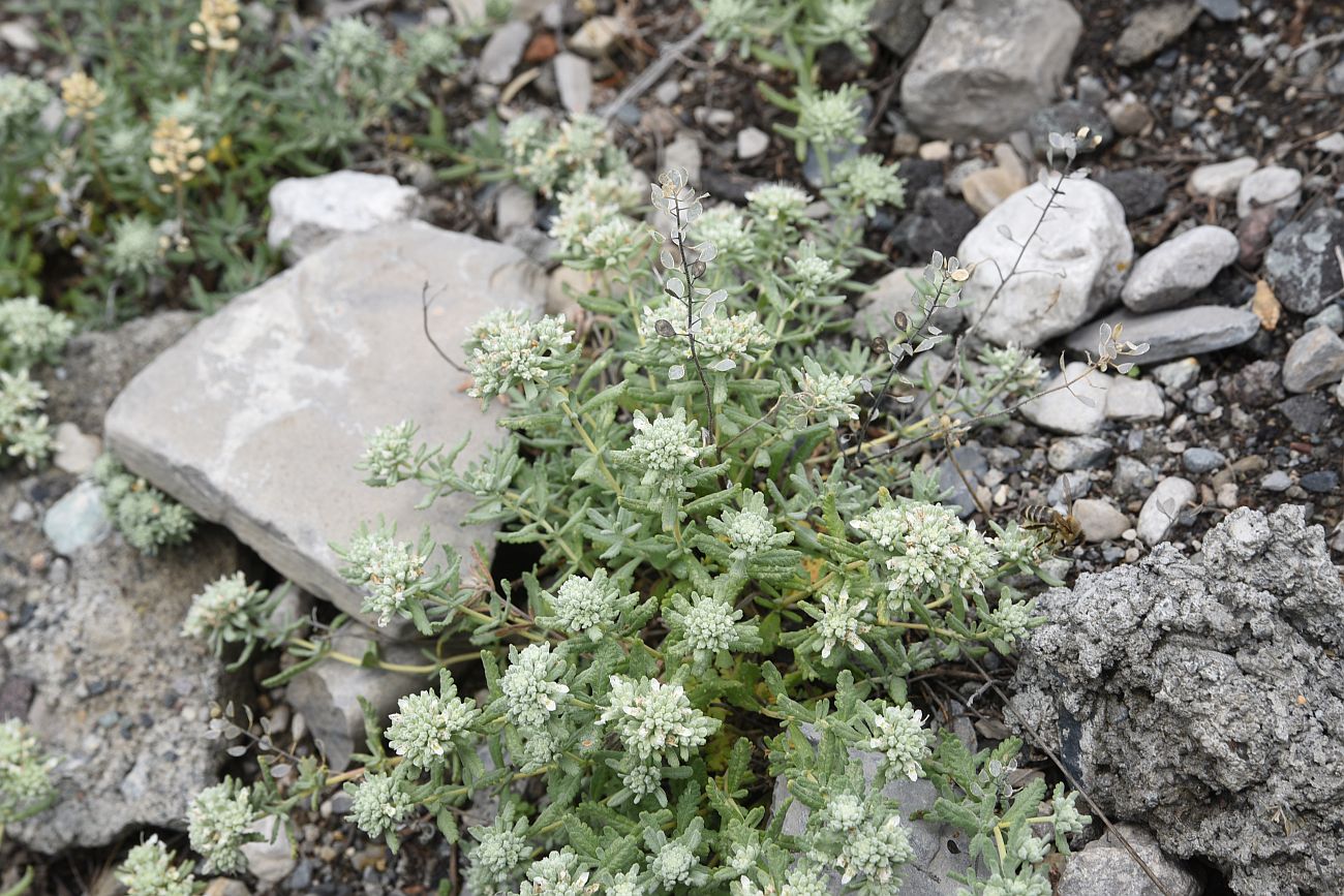 Image of Teucrium capitatum specimen.