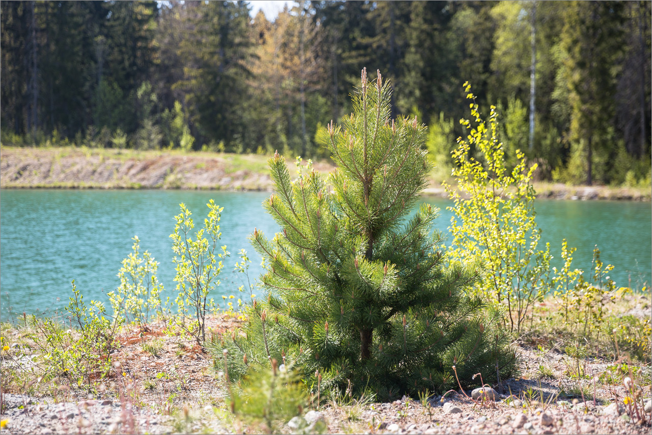 Изображение особи Pinus sylvestris.