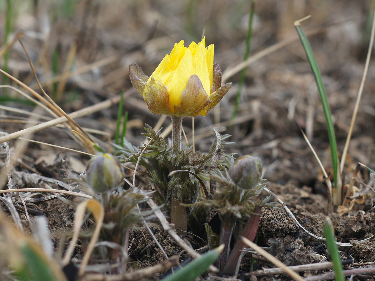 Image of Adonis volgensis specimen.