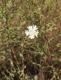 Lomelosia argentea. Соцветие среди побегов Artemisia arenaria. Болгария, Бургасская обл., г. Несебр, Южный пляж, склон закреплённой дюны. 14.09.2021.