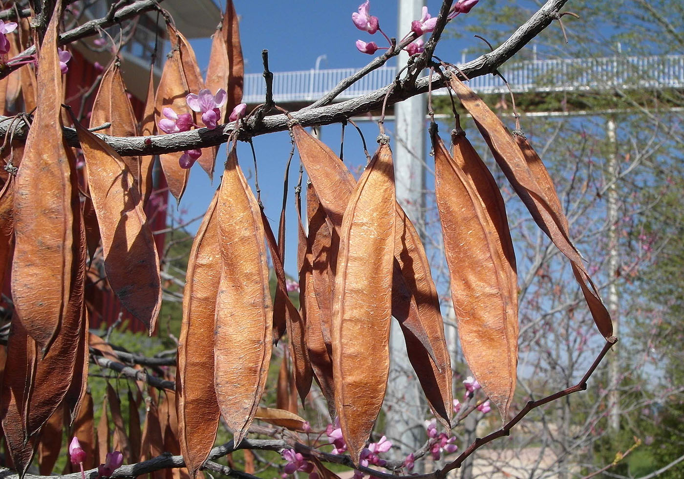 Image of Cercis canadensis specimen.