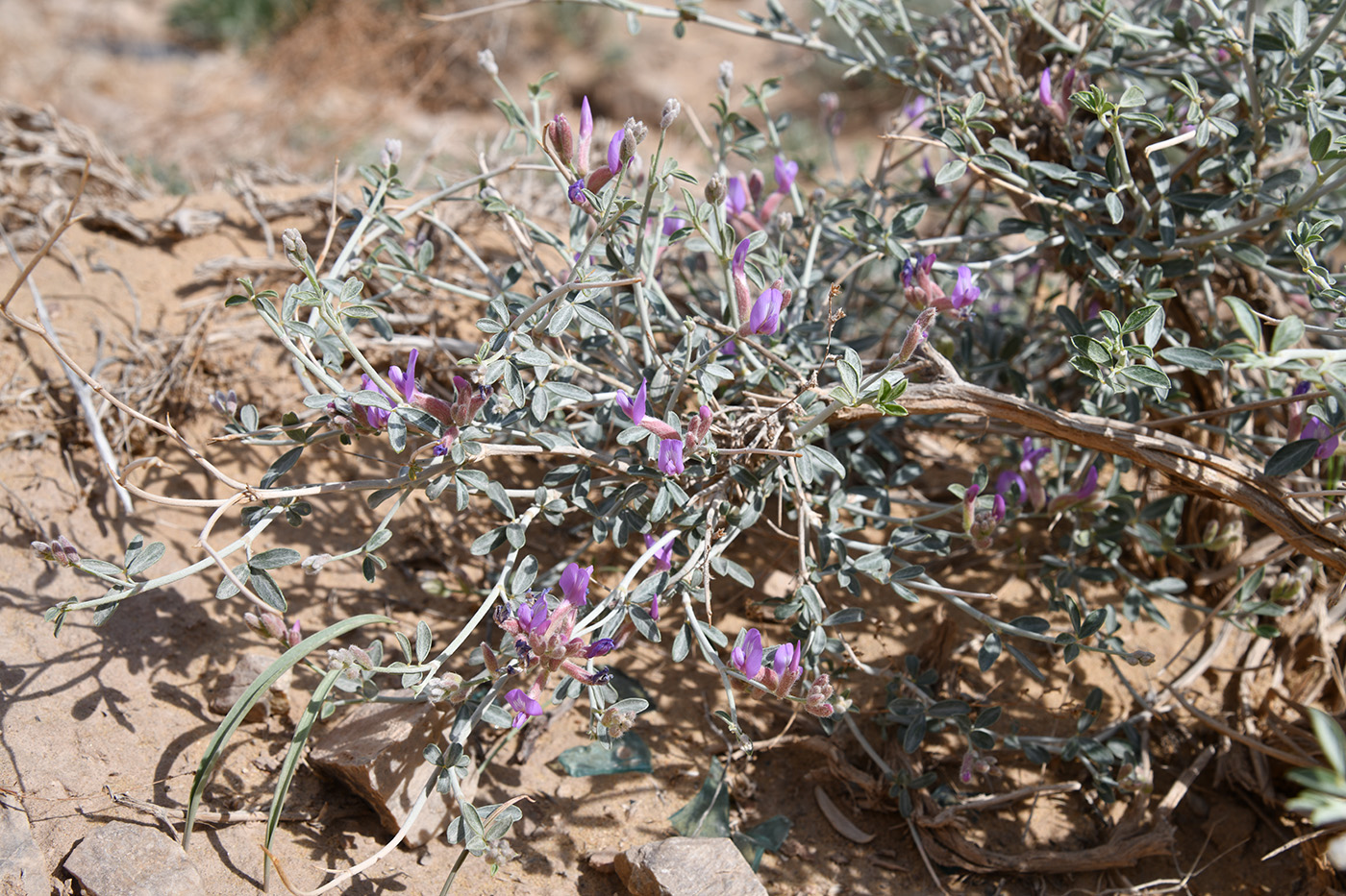 Изображение особи род Astragalus.