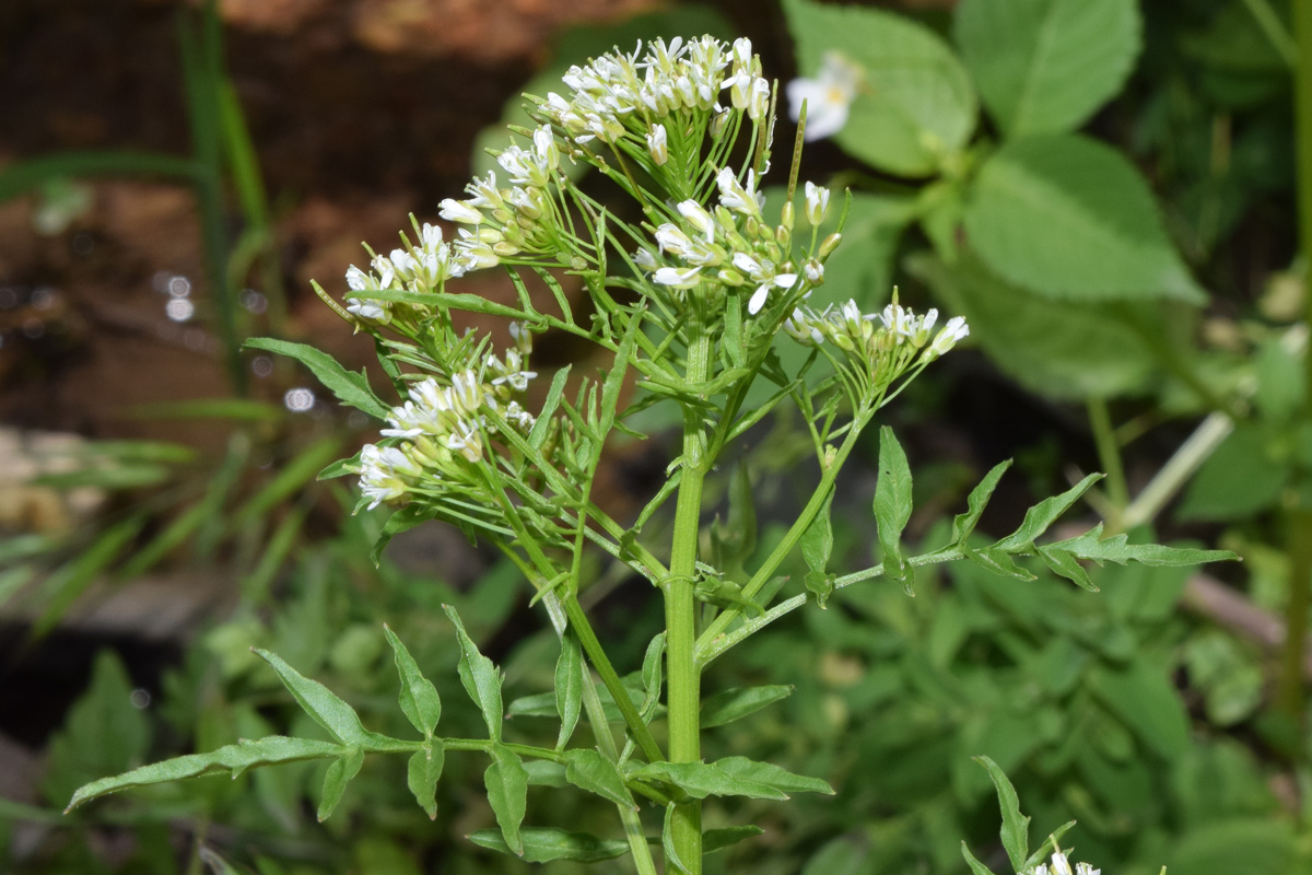 Image of Cardamine impatiens specimen.