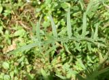 Cirsium ciliatum. Лист. Кабардино-Балкария, Эльбрусский р-н, Тызыльское ущелье, луг. 25 июля 2022 г.