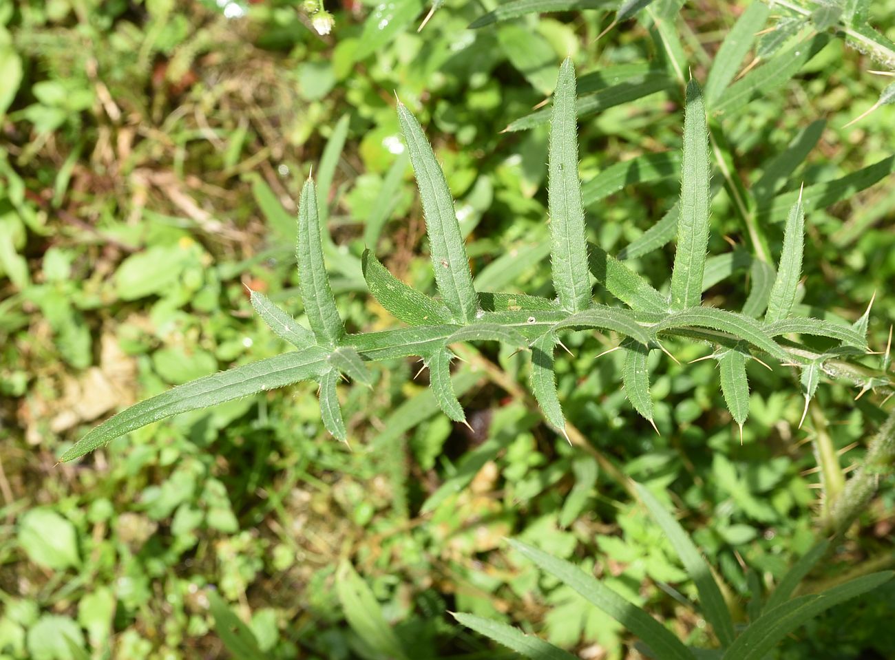 Изображение особи Cirsium ciliatum.