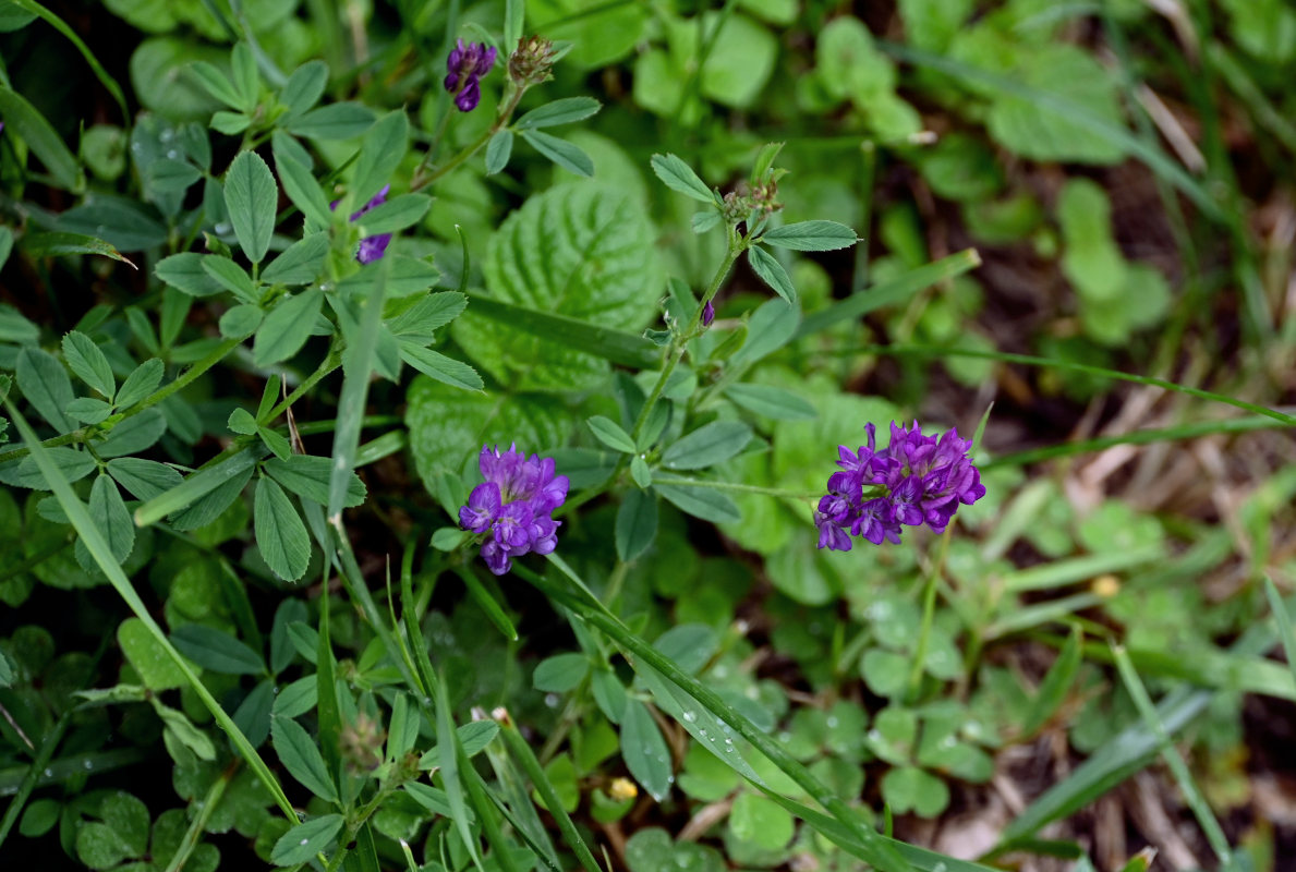 Изображение особи Medicago sativa.