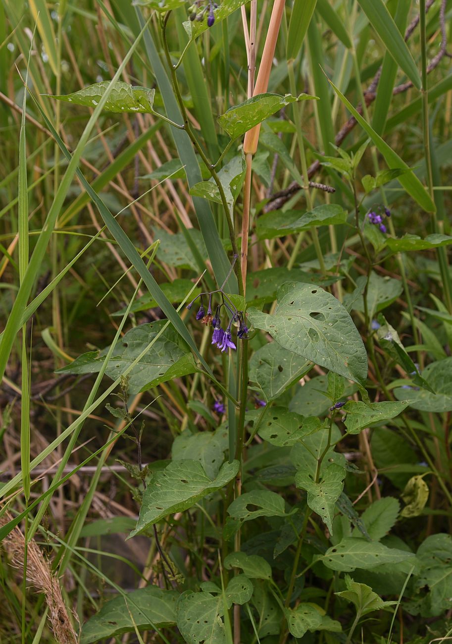 Image of Solanum kitagawae specimen.