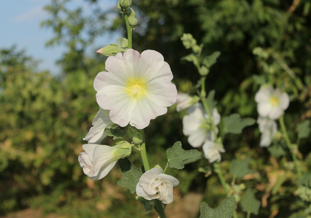 Image of Alcea rosea specimen.