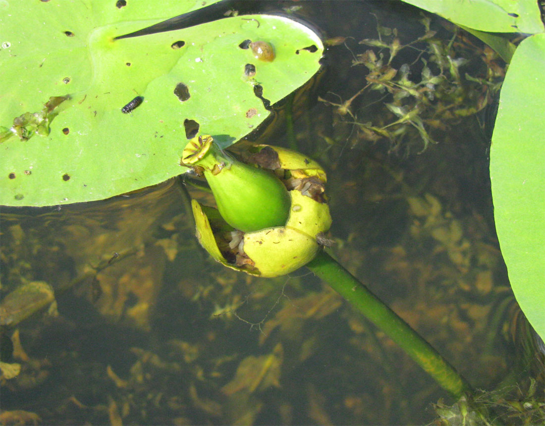 Image of Nuphar &times; spenneriana specimen.