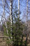 Pinus sibirica. Молодое дерево в окружении Betula platyphylla. Бурятия, Кабанский р-н, визит-центр \"Омулёвый\", опушка смешанного леса. 21.05.2023.