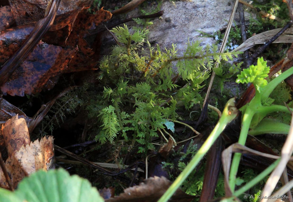 Image of genus Thuidium specimen.