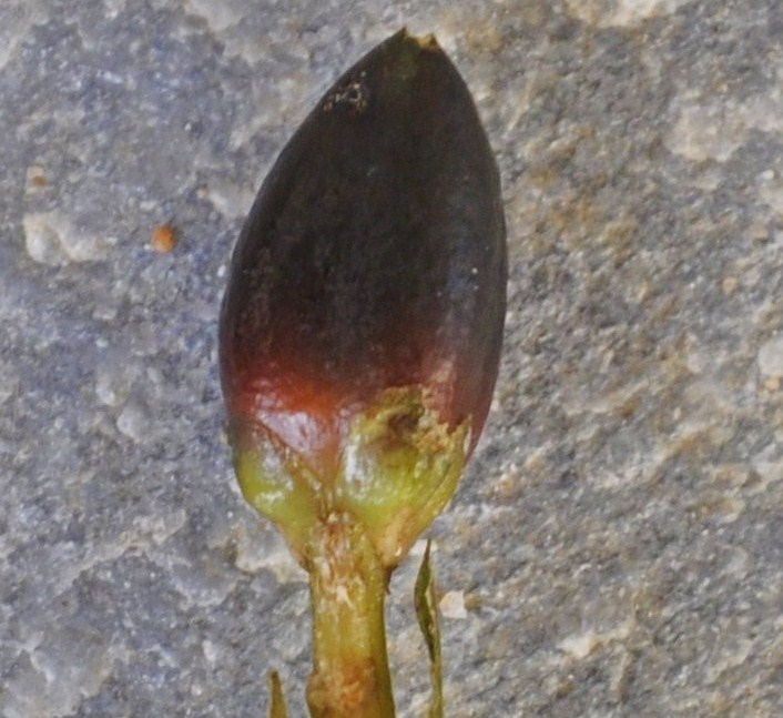 Image of Posidonia oceanica specimen.