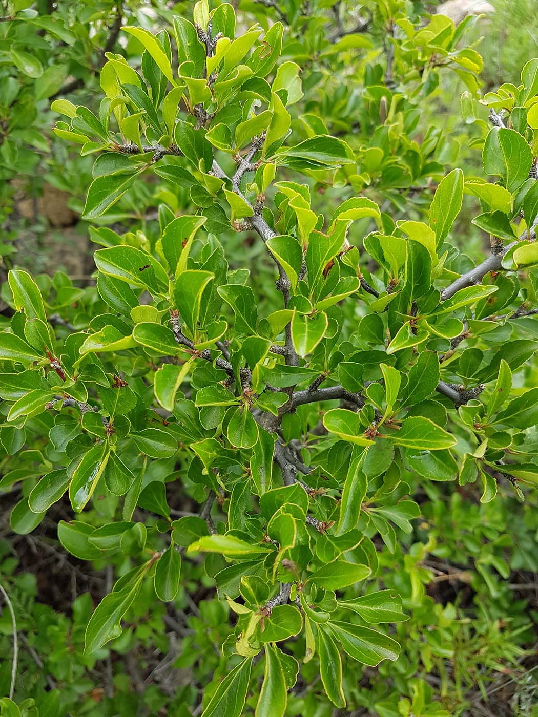 Image of Rhamnus parvifolia specimen.