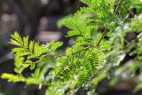 род Vachellia