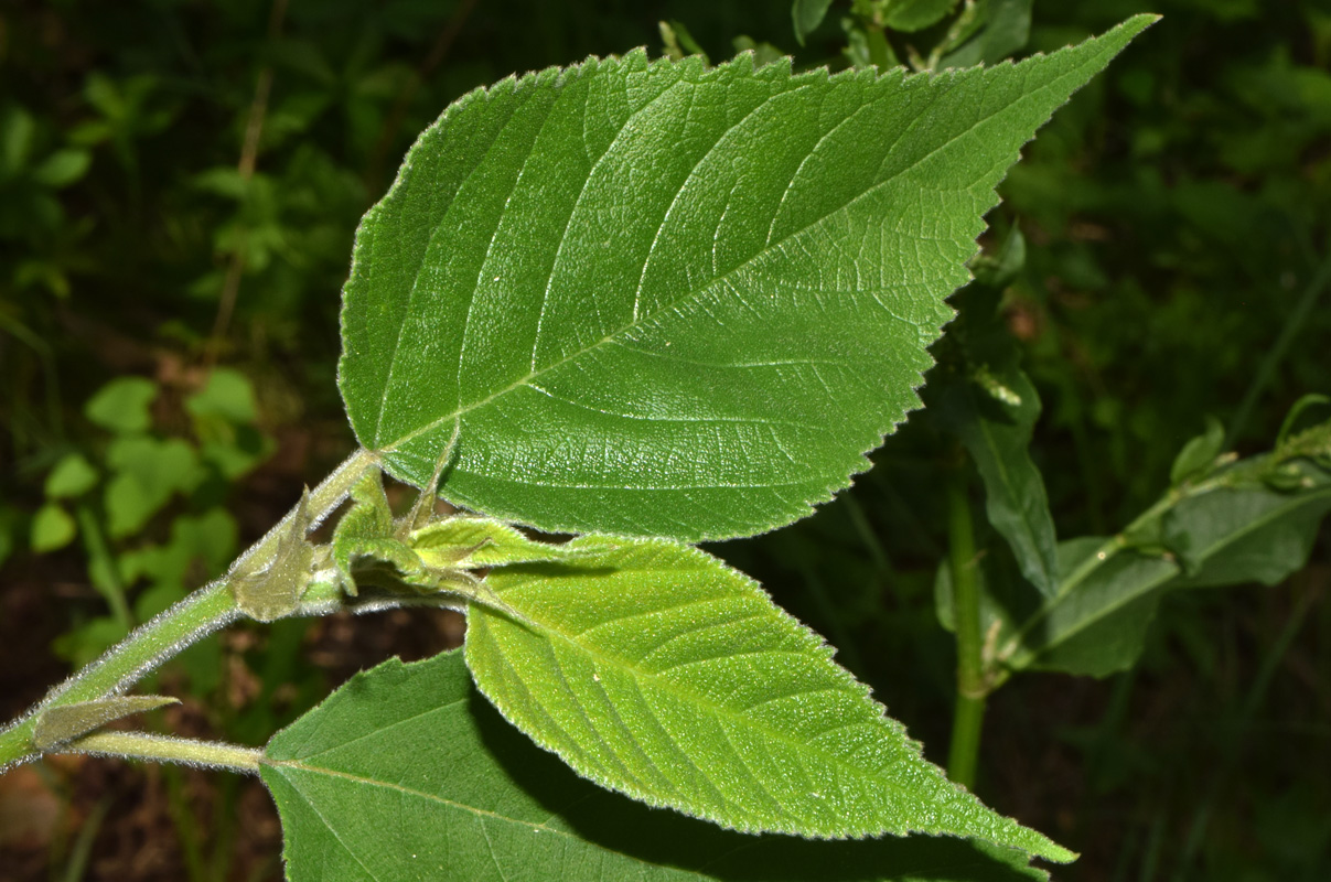 Изображение особи Broussonetia papyrifera.