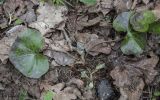 Asarum europaeum. Растение с прошлогодними листьями и молодыми побегами. Московская обл., Сергиево-Посадский р-н, окр. пос. Абрамцево, елово-широколиственный лес, обочина лесной дороги. 12 апреля 2024 г.