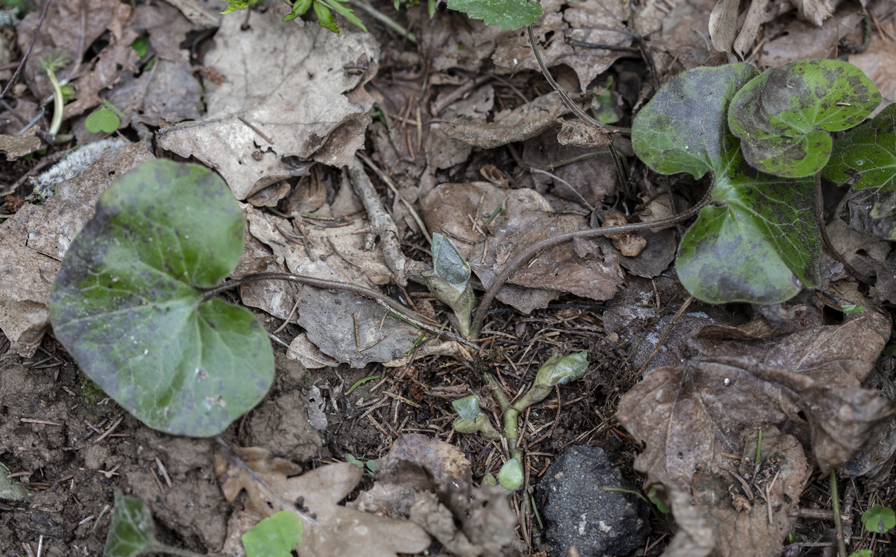 Image of Asarum europaeum specimen.