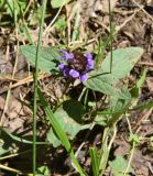 Prunella vulgaris. Цветущее растение. Челябинская обл., Златоустовский гор. округ, национальный парк \"Таганай\", дол. р. Большая Тесьма, окр. ур. Железный мост, полянка в смешанном лесу. 7 июля 2023 г.