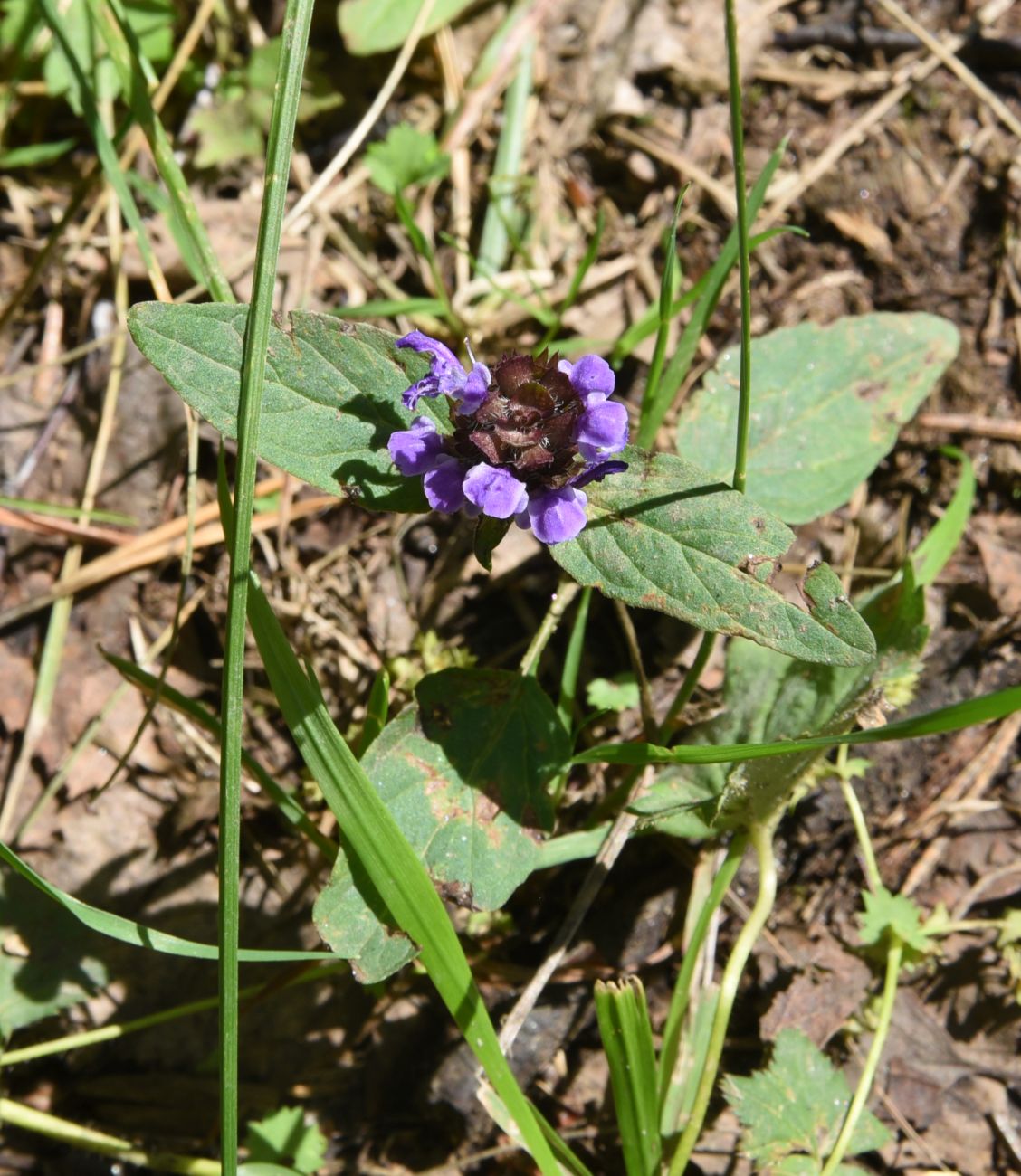 Image of Prunella vulgaris specimen.