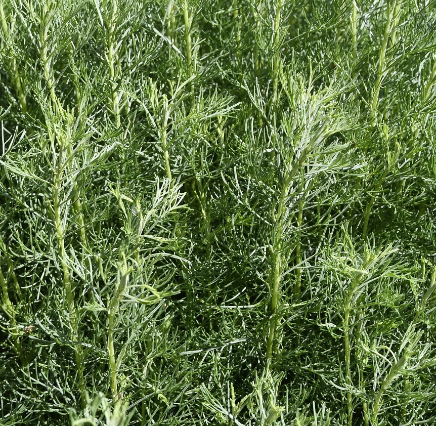 Image of genus Artemisia specimen.