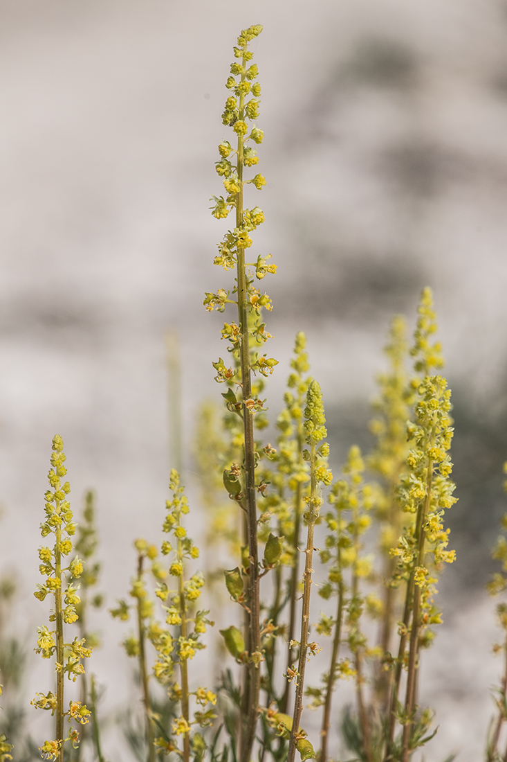 Image of Reseda lutea specimen.