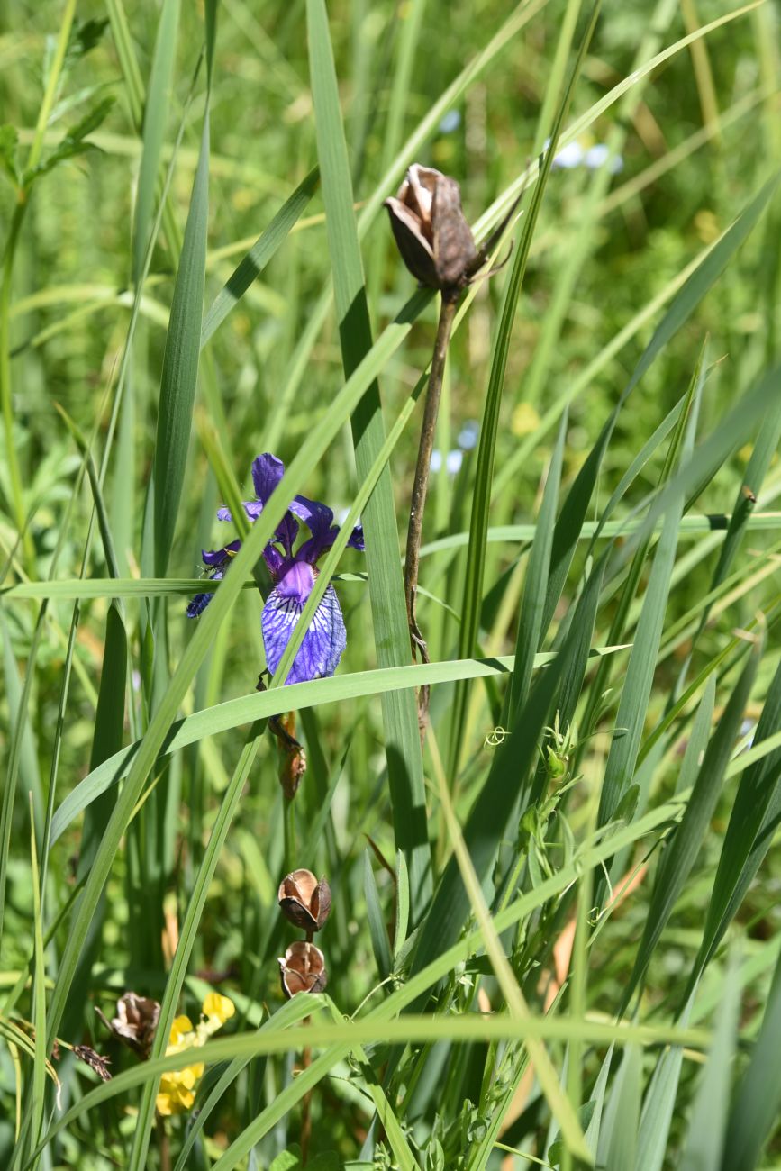 Image of Iris sibirica specimen.