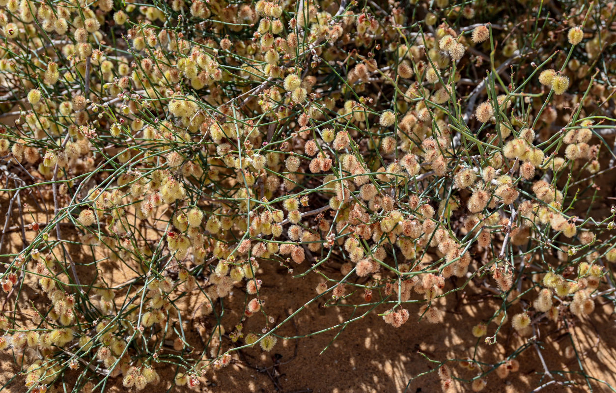 Изображение особи Calligonum polygonoides.