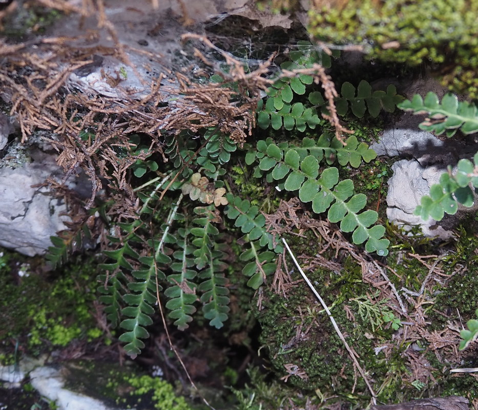 Image of Ceterach officinarum specimen.