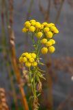 Tanacetum vulgare. Соцветия. Мурманск, Октябрьский р-н, рудеральная растительная группировка. 18.08.2024.