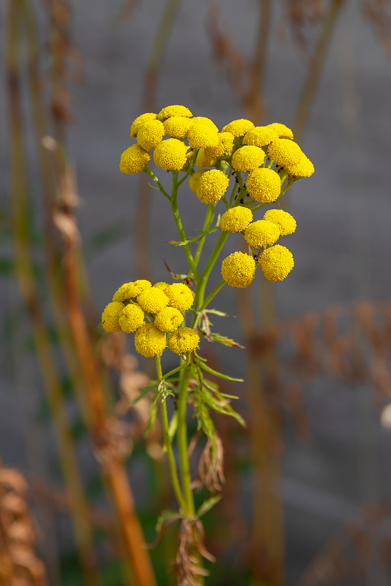 Image of Tanacetum vulgare specimen.