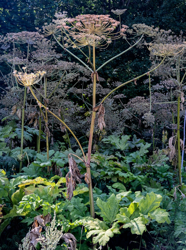 Image of Heracleum sosnowskyi specimen.