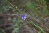 Campanula persicifolia