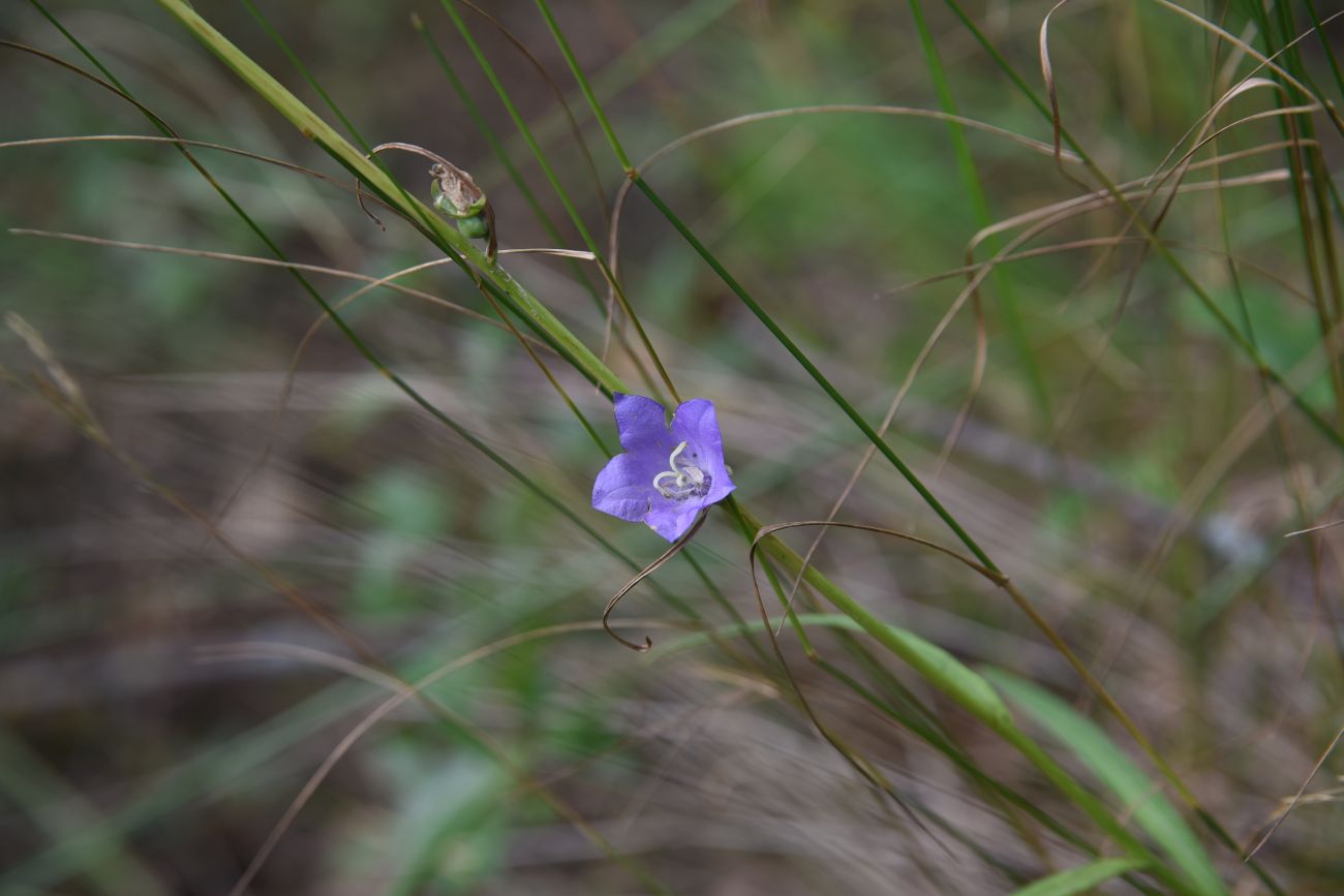 Image of Campanula persicifolia specimen.