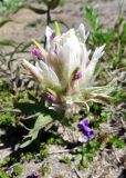 Castilleja pavlovii