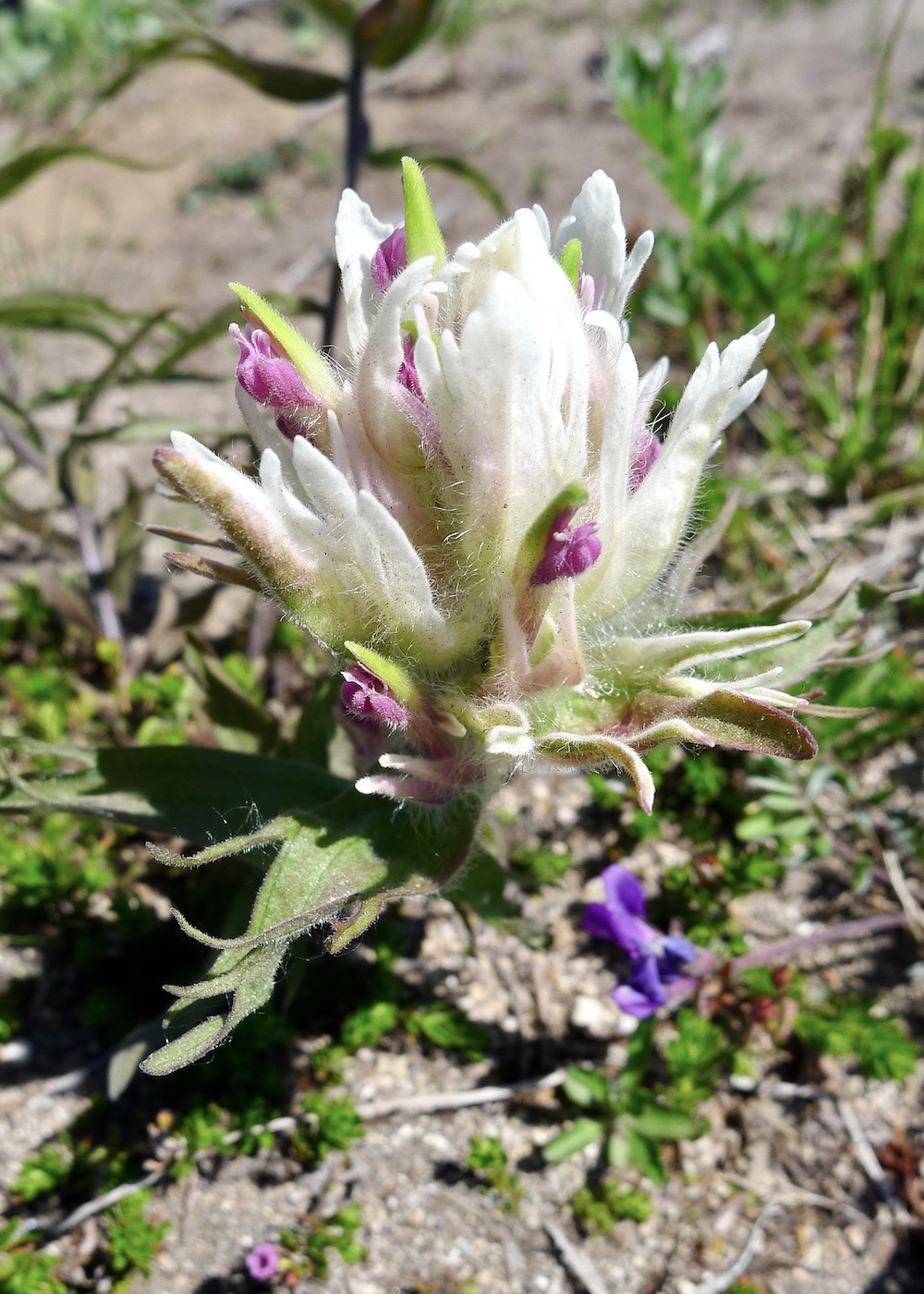 Изображение особи Castilleja pavlovii.