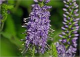 Veronica longifolia