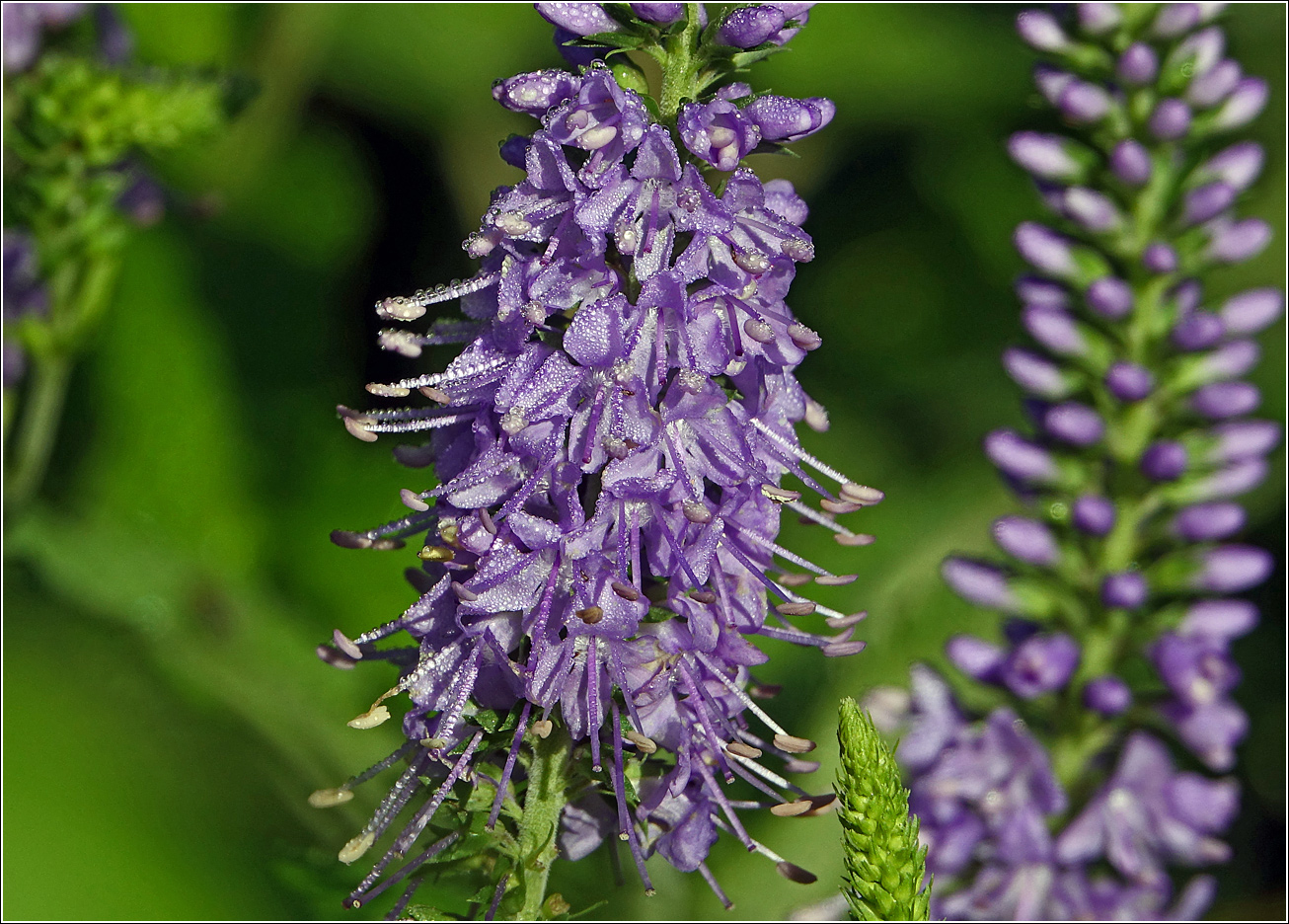 Image of Veronica longifolia specimen.