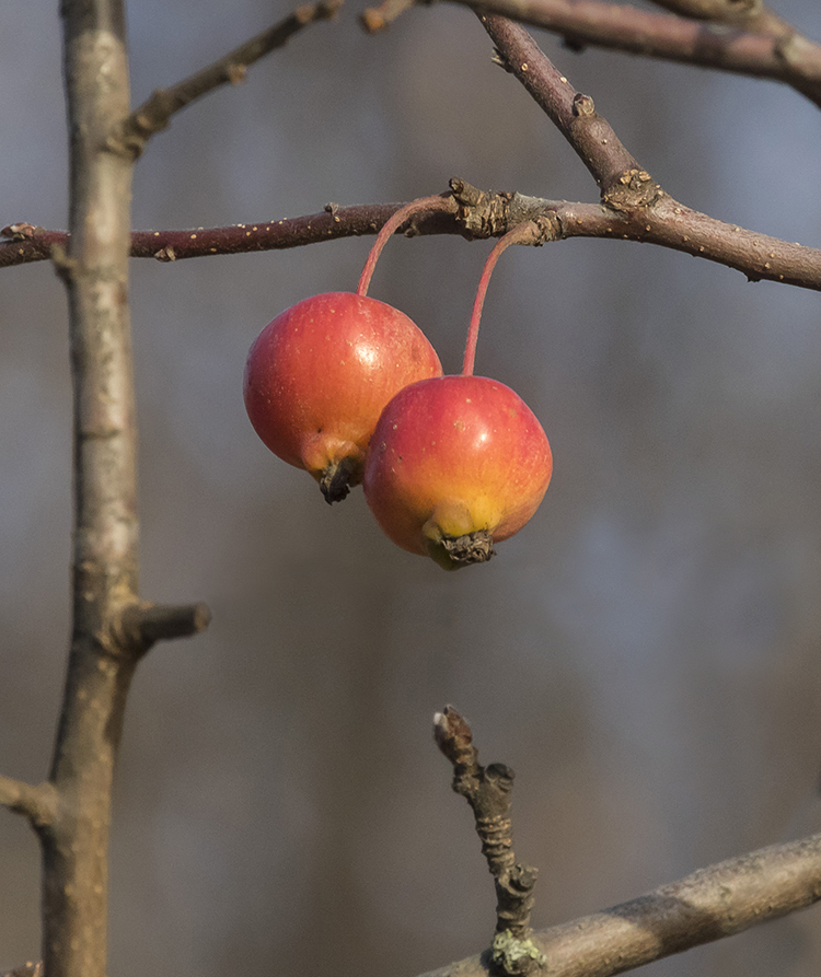 Image of Malus prunifolia specimen.