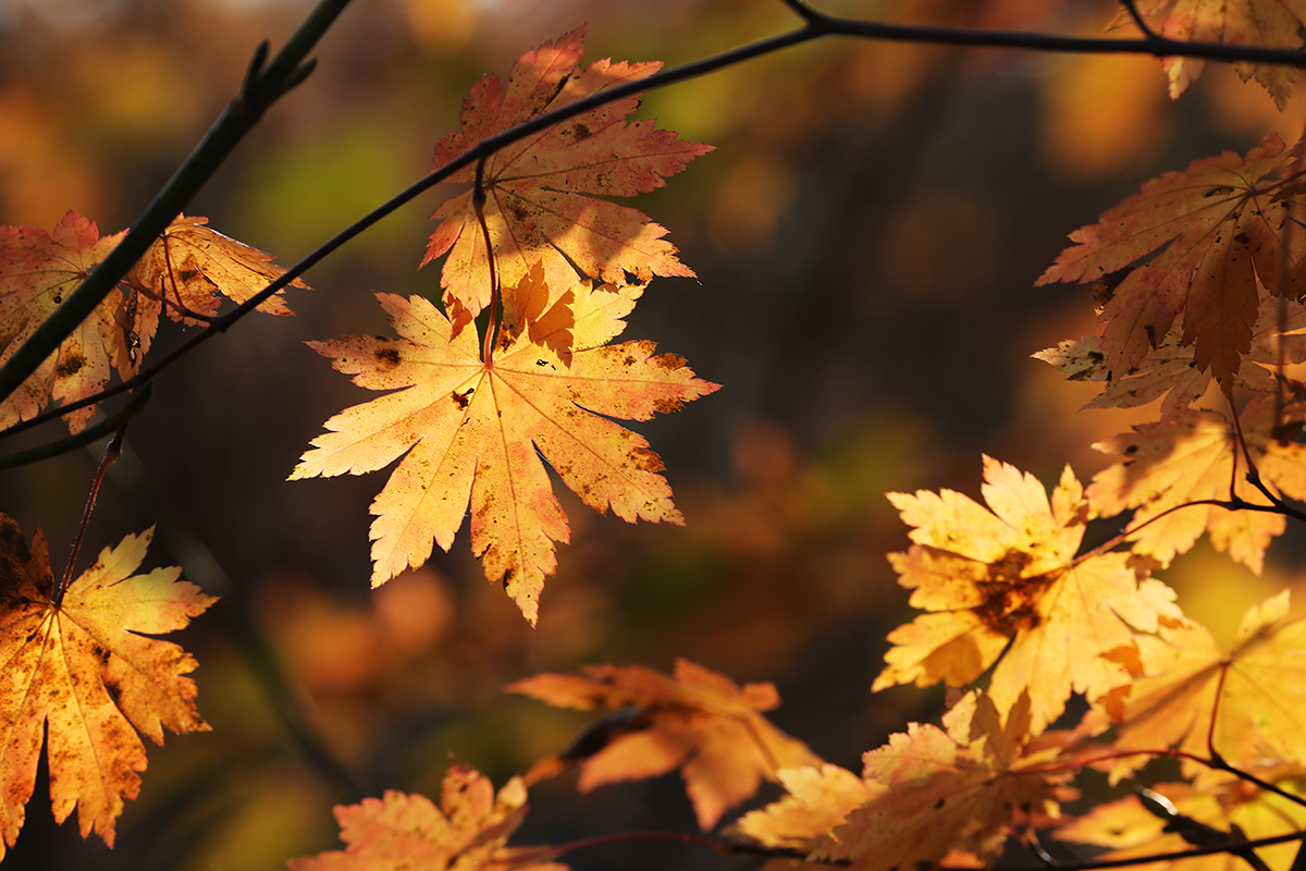 Изображение особи Acer pseudosieboldianum.