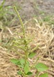 род Amaranthus. Верхушка цветущего растения. Таиланд, Бангкок, Донмыанг, пустырь среди городской застройки. 23.07.2024.