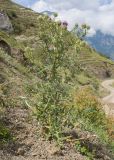 Cirsium szovitsii. Цветущее растение. Кабардино-Балкария, Черекский р-н, окр. с/п Верхняя Балкария, левый борт дол р. Хашхасу, ≈ 2100 м н.у.м., мелкощебнистая осыпь из ожелезнённого песчаника. 31.07.2024.