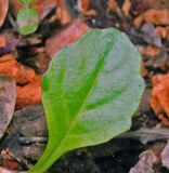 Ajuga reptans