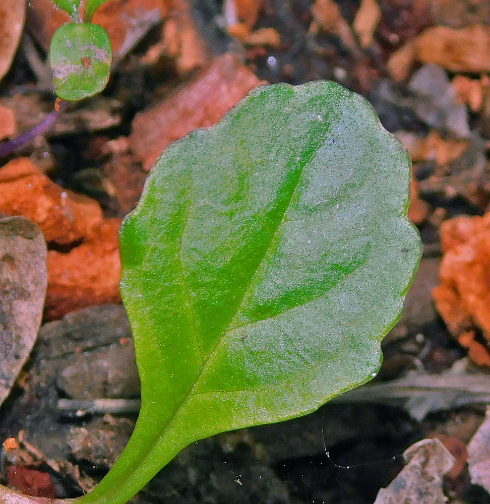 Image of Ajuga reptans specimen.