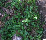 Смотреть изображение Salix arctica