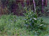 Смотреть изображение Veratrum lobelianum