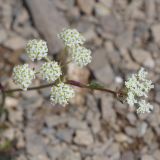 Смотреть изображение семейство Apiaceae