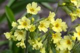 View full-size image Primula elatior