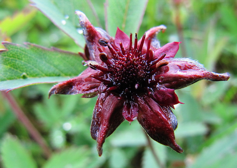 Image of Comarum palustre specimen.