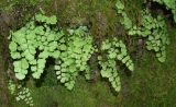Смотреть изображение Adiantum capillus-veneris